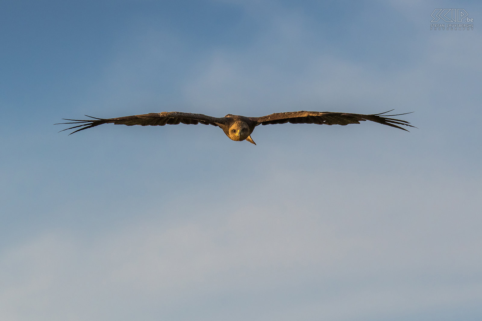 Debre Zeit - Geelsnavelwouw Een Geelsnavelwouw (Yellow billed kite, Milvus aegyptius) die boven het meer recht naar mij toe vliegt. Stefan Cruysberghs